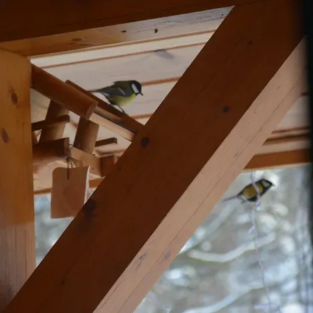 Pod Zielonym Dachem *