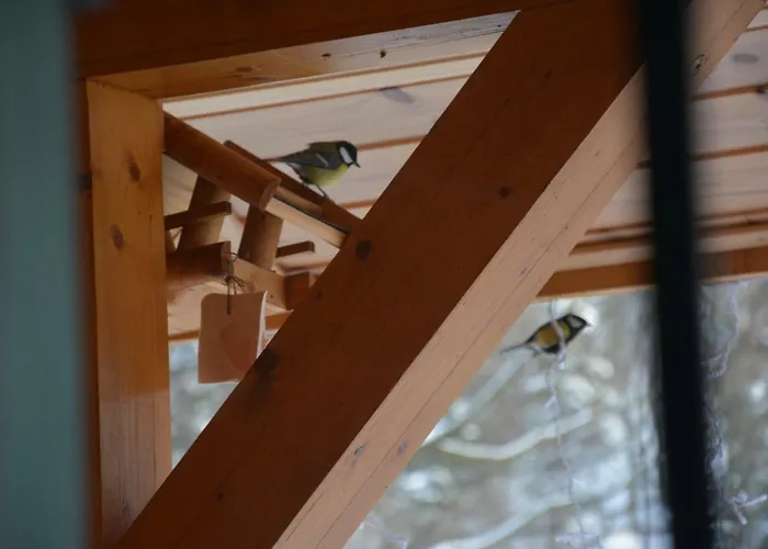 Pod Zielonym Dachem *